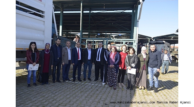 Salihli&#039;de genç çiftçilere büyükbaş hayvan desteği