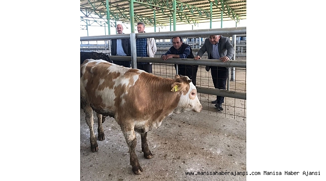 Sarıgöl&#039;de 16 genç çiftçiye 96 düve verildi