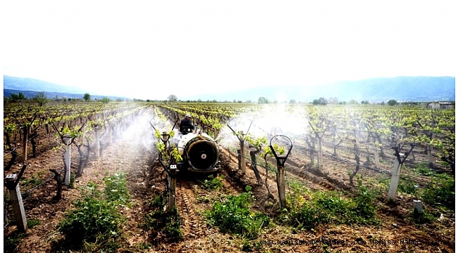 Sarıgöllü üreticiler kaliteli üzüm için kolları sıvadı