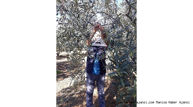 Zeytin sineğine karşı tuzak kuruldu