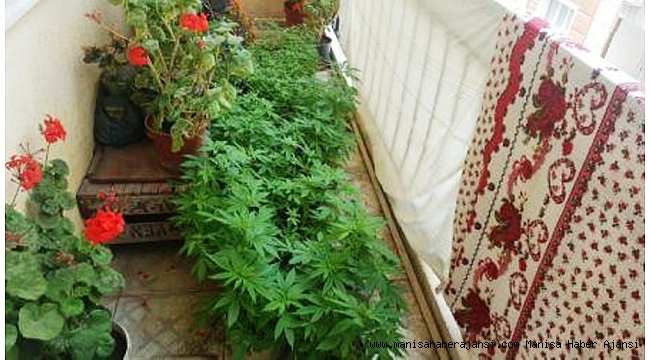 Balkondaki saksılarda bin 920 kök kenevir ele geçirildi