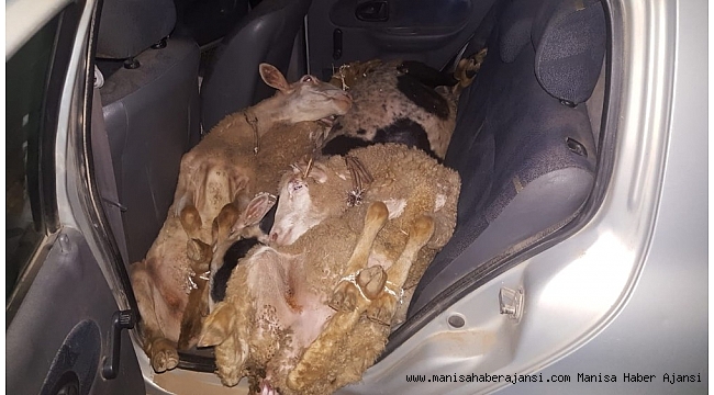 Çaldıkları koyunları arabada bırakıp kaçtılar