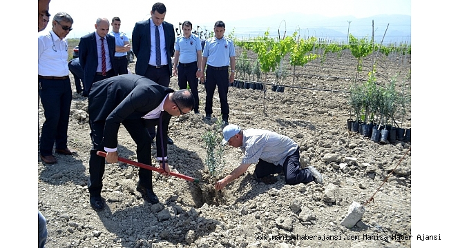 Cezaevi'nde Afrin Şehitleri anısına zeytin fidanı dikildi