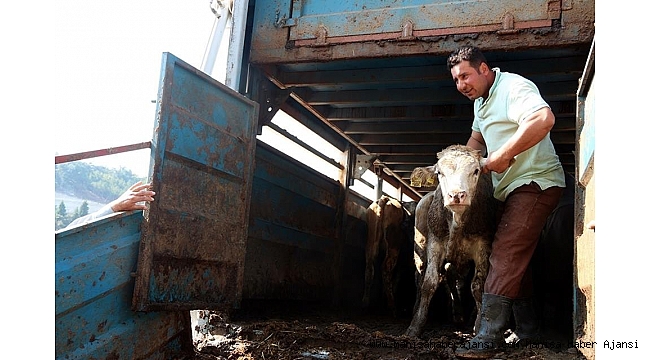 Demirci'de genç çiftçilere büyükbaş hayvan desteği