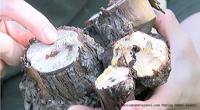 Bu hastalık üzüm asmalarını kurutuyor