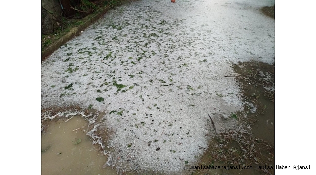Dolu tarlalardaki tütünlere zarar verdi
