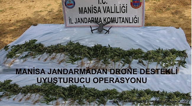 Manisa&#039;da kenevir operasyonu