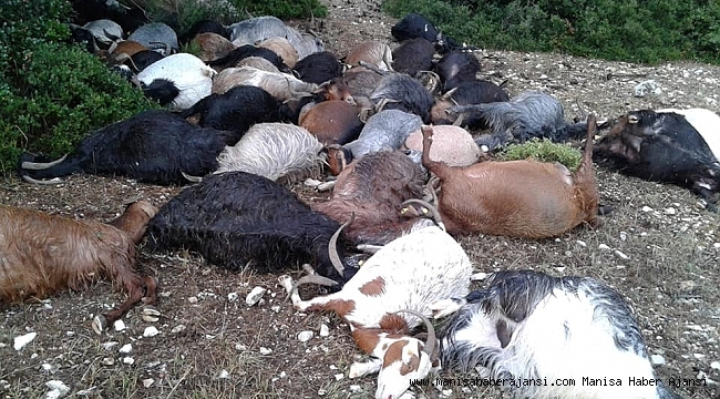 Manisa'daki yıldırım sonucu 105 keçi telef oldu