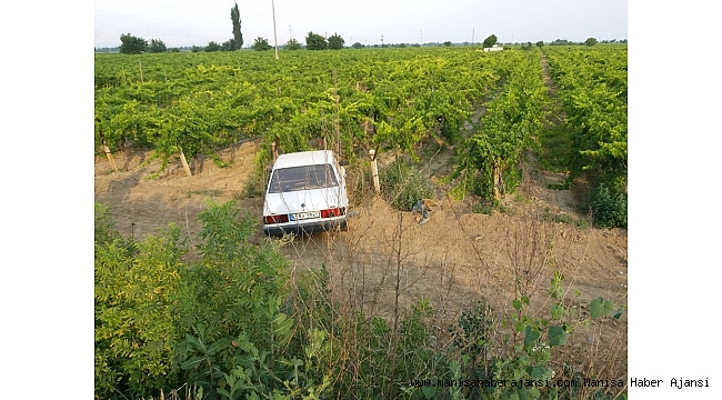 Manisa&#039;da bir araç üzüm bağına uçtu: 1 yaralı