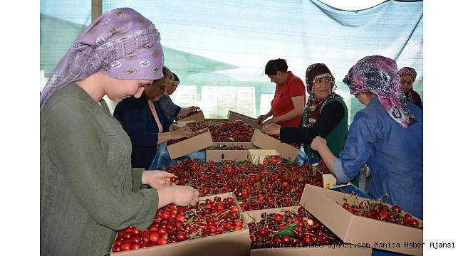 Manisa&#039;da kiraz üreticisini ihracatçılar vurdu