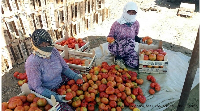 Manisa&#039;da yerli domateste hasat zamanı