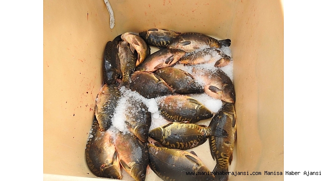 Salihli&#039;den Slovakya&#039;ya aynalı sazan ihracatı