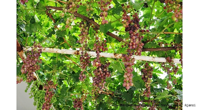 Sarıgöl&#039;de haziran üzümü ilgi gördü