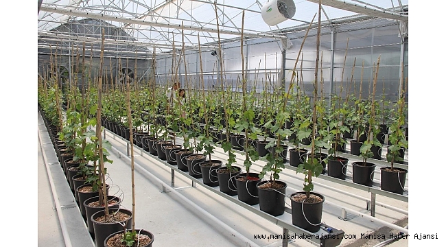 Üzüm sektöründe ihracatı katlayacak proje