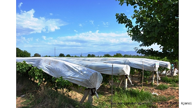 Üzümler örtü altına girdi