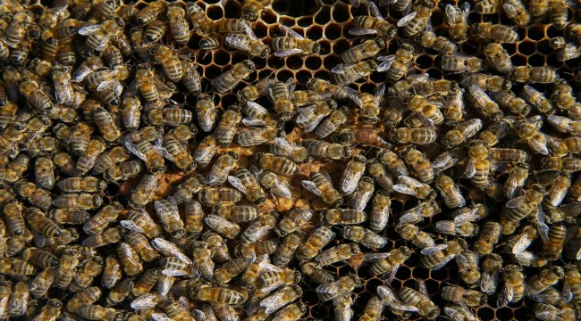 Bal arısı &quot;efe&quot; tescillendi