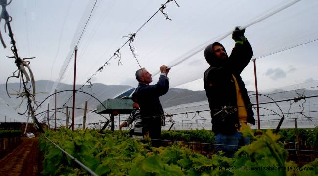 Manisa'da bağlarda doluya karşı önlem