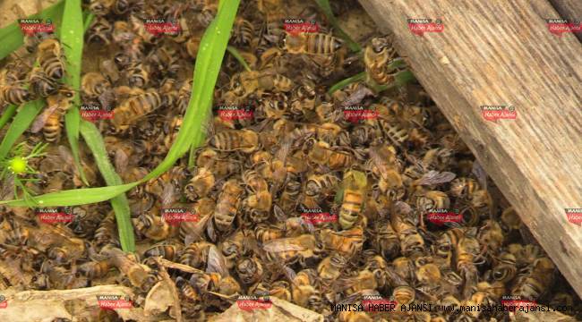 Manisa'daki arı ölümleri endişelendiriyor
