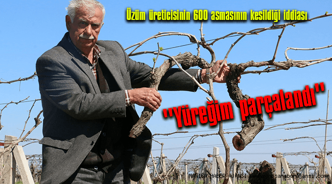 Üzüm üreticisinin 600 asmasının kesildiği iddiası