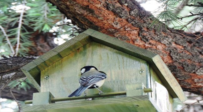 Baştankaralar kuşları geldi