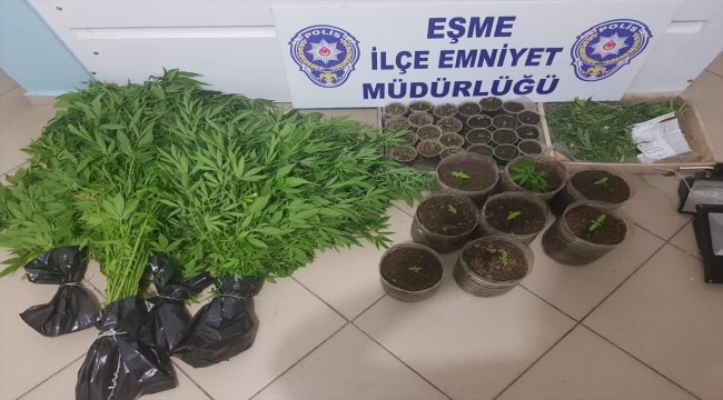 Balkonda Hint keneviri yetiştiren şüpheli yakalandı