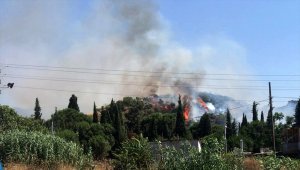 Manisa'da orman yangını