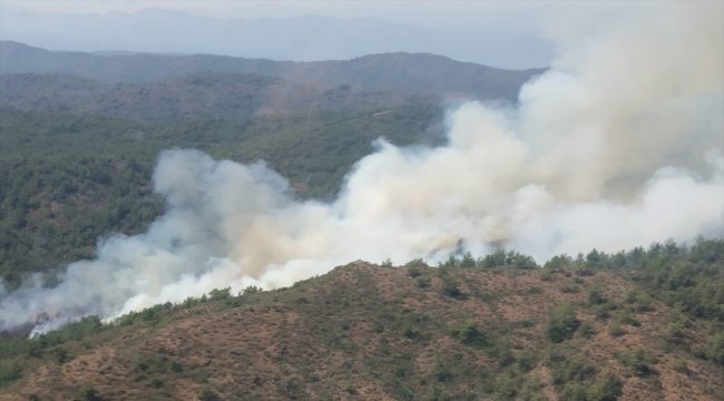 Muğla'da orman yangını