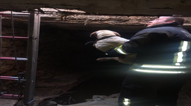 Rögara düşen köpeği itfaiye kurtardı