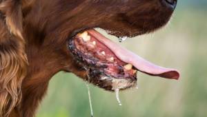 Manisa'da kuduz alarmı