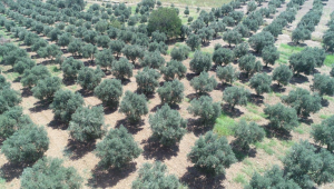 ZEYTİN BULANA ÇEYREK ALTIN