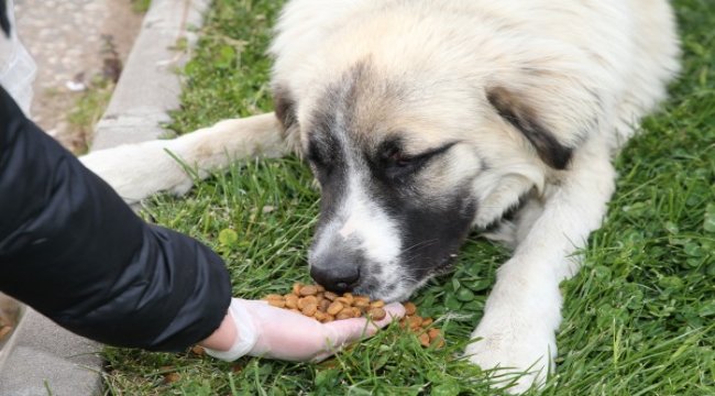 Doğa ve hayvanlar için el ele