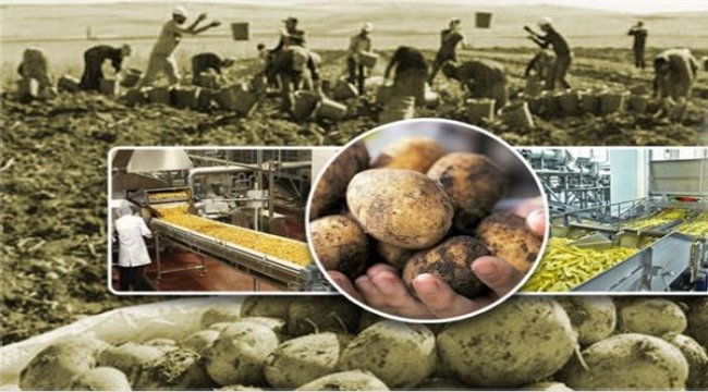 Yerli 2 patates çeşidi geliştirildi