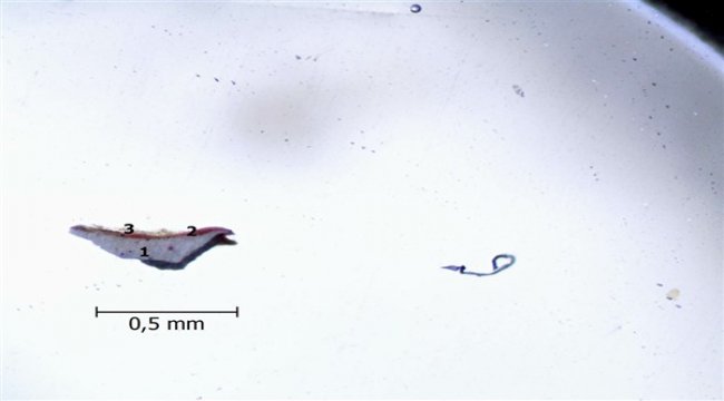 “Görünenin Ötesinde Osman Hamdi Bey” Google Arts &amp; Culture platformunda