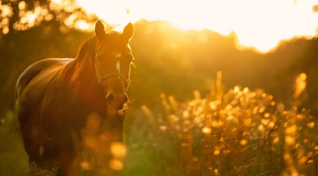 Adalar'daki atlar sahiplendiriliyor