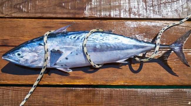 Mavi yüzgeçli orkinos avcılığı başladı