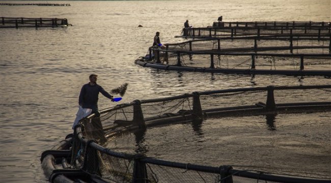 Su ürünleri ihracatı her şeye rağmen 1 milyar dolara koşuyor
