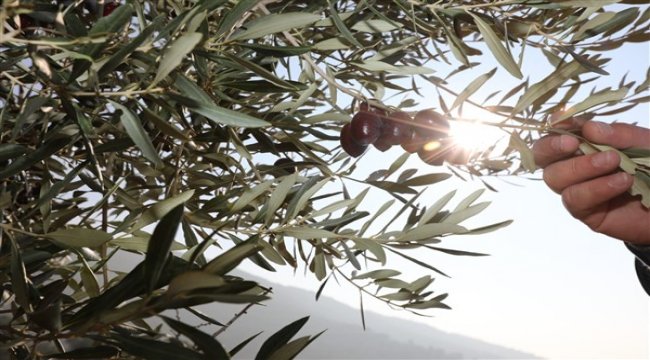 Yabani zeytin ağaçları ekonomiye kazandırılıyor