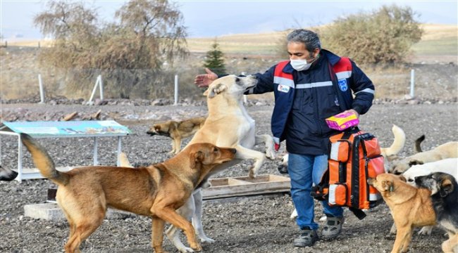 Gönüllü hayvansever barınaklarında kuduz aşısı kampanyası