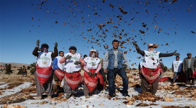Torosların süsü sedir ağacı tohumları toprakla buluştu