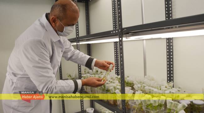 Manisa Bağcılık üzümün genini geleceği taşıyor