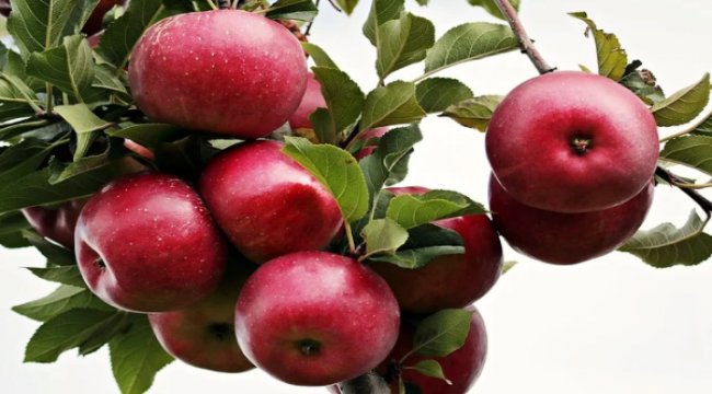 Mumlu meyvelerde kanser riski var