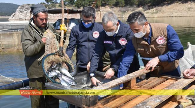 Manisa’da alabalıkların yüzde 80’i işlenerek ihraç ediliyor