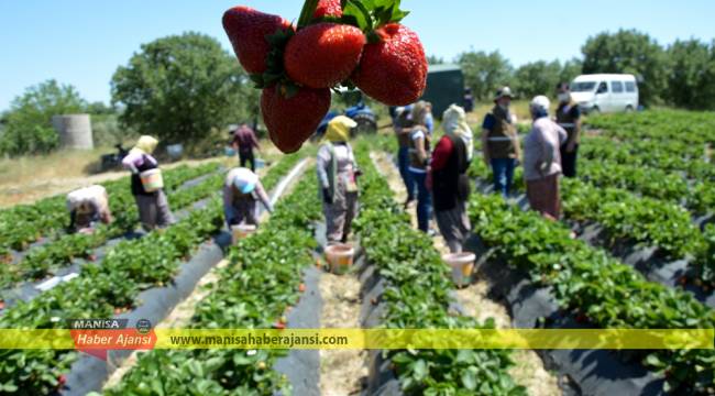 Köprübaşı çileği Türkiye’nin dört bir tarafına gönderiliyor