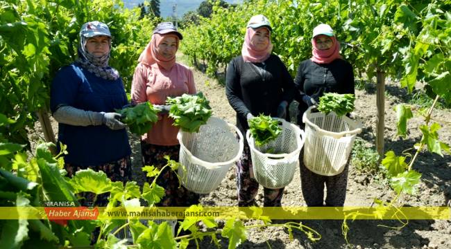 Salamura yaprağı önemli bir gelir kapısı haline geldi