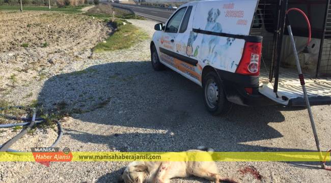 Kırkağaç’ta 301 sokak hayvanına bakım yapıldı