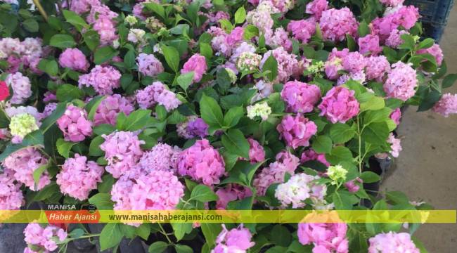 Mesir Fuarı çiçek açtı