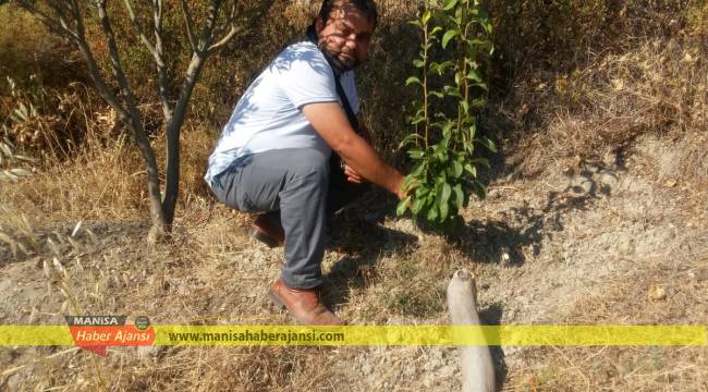 5 yıldır doğada ağaçları aşılıyor