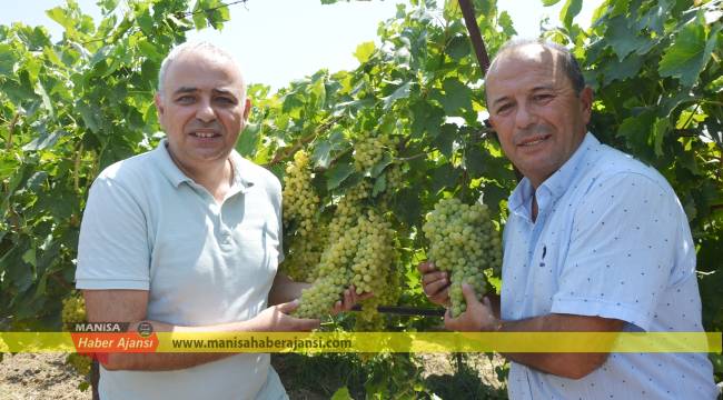 CHP’nin üzüm fiyatı beklentisi 17-18 lira olmalı