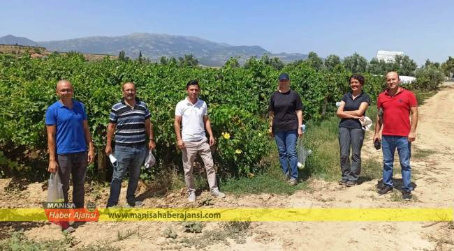 Sultaniye Çekirdeksiz Üzümün ihracat yolculuğu başlıyor