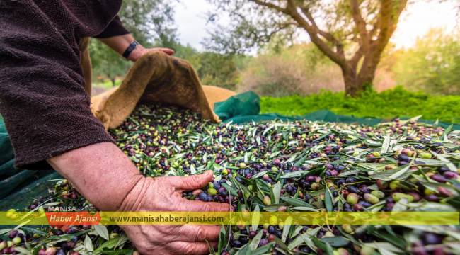 Zeytin ve zeytinyağından 136 milyon dolarlık ihracat